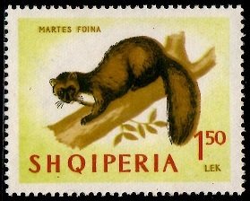 Colnect-2591-352-Beech-Marten-Martes-foina.jpg