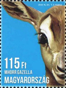 Colnect-3625-594-Mhorr-gazelle.jpg