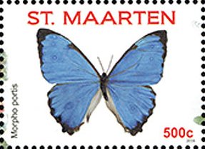 Colnect-3635-102-Morpho-portis.jpg