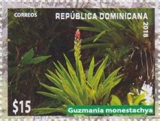 Colnect-5703-507-Guzmania-monestachya.jpg