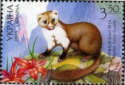 Colnect-579-238-Stone-Marten-Martes-foina.jpg