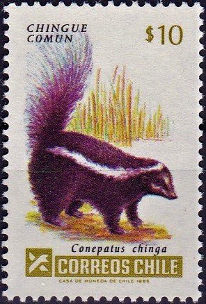 Colnect-4704-354-Molina--s-Hog-nosed-Skunk-Conepatus-chinga.jpg