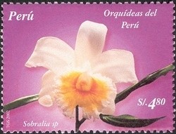 Colnect-1557-432-Orchids-of-Peru---Sobralia-sp.jpg