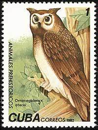 Colnect-671-171-Cuban-Giant-Owl-Ornimegalonyz-oteroi.jpg