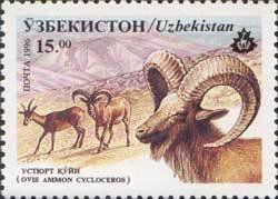 Colnect-806-496-Afghan-Urial-Ovis-orientalis-cycloceros.jpg