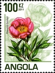 Colnect-1337-066-Peonia-broteri.jpg