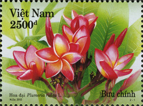 Colnect-1662-132-Plumeria-Rubra.jpg