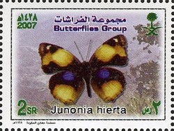 Colnect-1729-732-Yellow-Pansy-Junonia-hierta.jpg