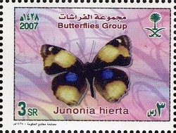 Colnect-1729-742-Yellow-Pansy-Junonia-hierta.jpg