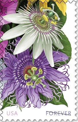 Colnect-1819-897-La-Florida-Passion-white-and-violet.jpg