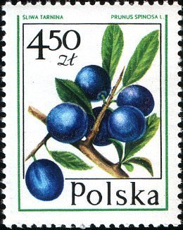 Colnect-1998-529-Prunus-Spinosa.jpg