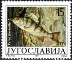 Colnect-2456-678-European-Perch-Perca-fluviatilis.jpg