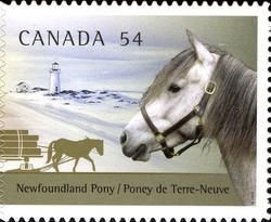 Colnect-420-446-Newfoundland-Pony-Equus-ferus-caballus.jpg