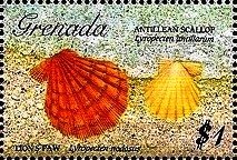 Colnect-4569-466-Lion-s-paw-Antillean-scallop.jpg