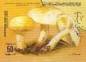 Colnect-5486-085-Pholiota-lenta.jpg