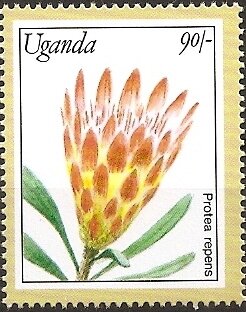 Colnect-5627-189-Protea-Repens.jpg