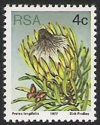 Long-leaf-sugarbush-Protea-longifolia.jpg