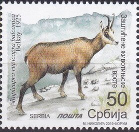 Colnect-5761-140-Balkan-Chamois-Rupicapra-rupicapra-balcanica.jpg