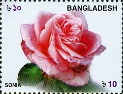 Colnect-958-935-Roses---Sonia.jpg