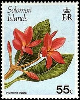 Plumeria-rubra.jpg