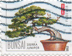 Colnect-1416-893-Sierra-juniper.jpg