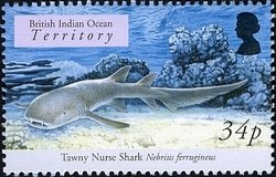 Colnect-1425-619-Tawny-Nurse-Shark-Nebrius-ferrugineus-.jpg