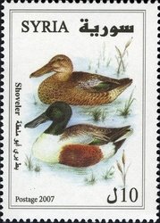 Colnect-1427-255-Northern-Shoveler-Anas-clypeata.jpg