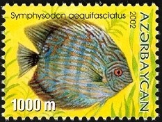 Colnect-1603-516-Blue-Discus-Symphysodon-aequifasciatus.jpg