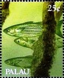 Colnect-3478-020-Striped-mullet.jpg