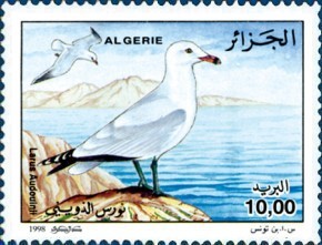 Colnect-488-040-Audouin--s-Gull-Larus-audouinii.jpg