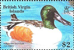 Colnect-6079-920-Northern-Shoveler-Anas-clypeata.jpg