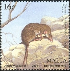 Colnect-657-545-Sicilian-Shrew-Crocidura-sicula.jpg