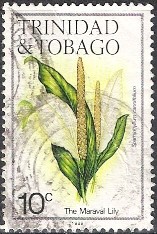 Colnect-859-707-Maraval-Lily-Spathiphyllum-cannifolium.jpg