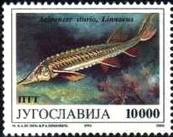 Colnect-872-263-European-Sea-Sturgeon-Acipenser-sturio.jpg