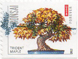 Colnect-1416-896-Trident-maple.jpg