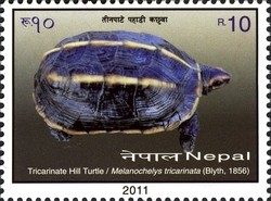 Colnect-1538-396-Tricarinate-Hill-Turtle-Melanochelys-tricarinata.jpg