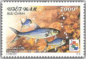 Colnect-1660-905-Indo-Pacific-Tarpon-Megalops-cyprinoides.jpg