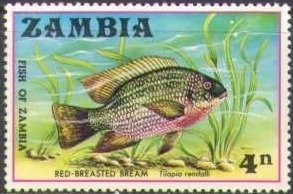 Colnect-3428-959-Redbreast-Tilapia-Tilapia-rendalli.jpg