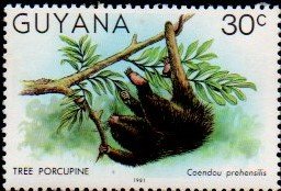 Colnect-4726-424-Tree-Porcupine.jpg