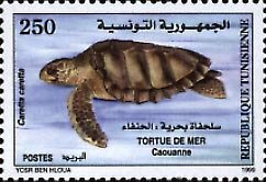 Colnect-558-750-Loggerhead-Turtle-Caretta-caretta-.jpg