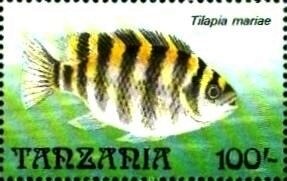 Colnect-6219-195-Tilapia-mariae.jpg