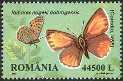 Colnect-758-100-Nogel-s-Hairstreak-Tomares-nogelii-ssp-dobrogensis.jpg