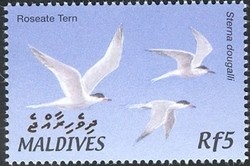 Colnect-961-810-Roseate-Tern-Sterna-dougallii.jpg