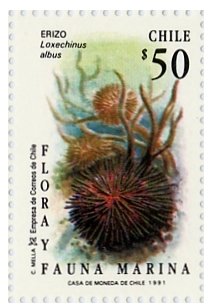 Colnect-553-556-Chilean-Sea-Urchin-Loxechinus-albus-.jpg