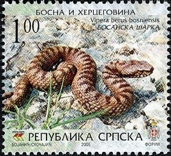 Colnect-577-991-Bosnian-Northern-Viper-Vipera-berus-bosniensis.jpg