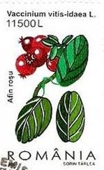 Colnect-757-038-Cowberry-Vaccinium-vitis-idaea.jpg