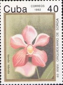 Colnect-865-176-Vanda-hibrida.jpg