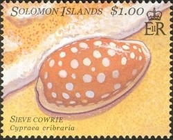 Colnect-1428-800-Sieve-Tan-and-White-Cowry-Cypraea-cribaria.jpg