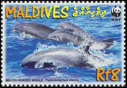 Colnect-1631-904-Melon-headed-Whale-Peponocephala-electra.jpg