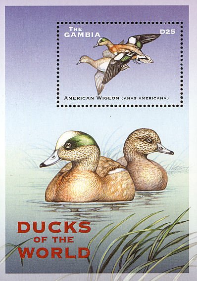 Colnect-1721-786-American-Wigeon%C2%A0Anas-americana.jpg